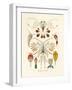 Copepoda, 1899-1904-null-Framed Giclee Print