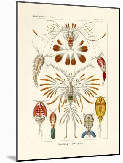 Copepoda, 1899-1904-null-Mounted Giclee Print