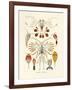 Copepoda, 1899-1904-null-Framed Giclee Print