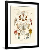 Copepoda, 1899-1904-null-Framed Giclee Print