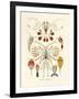 Copepoda, 1899-1904-null-Framed Giclee Print