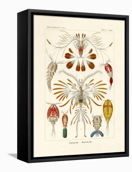 Copepoda, 1899-1904-null-Framed Stretched Canvas