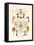 Copepoda, 1899-1904-null-Framed Stretched Canvas