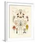 Copepoda, 1899-1904-null-Framed Giclee Print