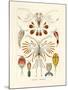 Copepoda, 1899-1904-null-Mounted Giclee Print