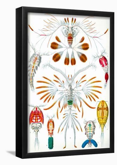 Copepoda Nature Art Print Poster by Ernst Haeckel-null-Framed Poster