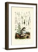 Copepods, 1833-39-null-Framed Giclee Print