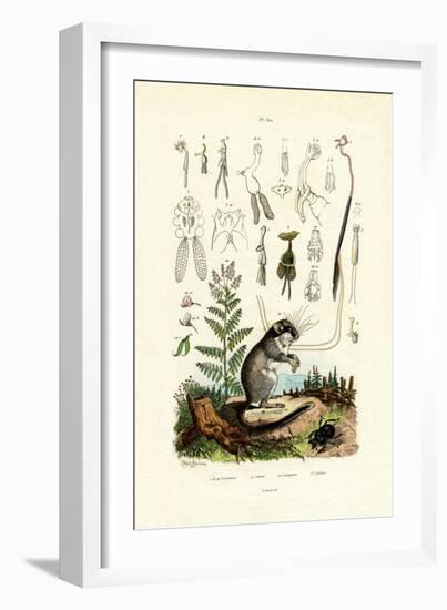 Copepods, 1833-39-null-Framed Giclee Print