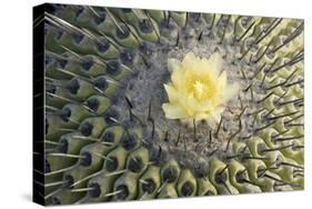 Copiapoa Cactus (Copiapoa echinoides var. cuprea) close-up of flower, Chile-Krystyna Szulecka-Stretched Canvas