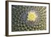 Copiapoa Cactus (Copiapoa echinoides var. cuprea) close-up of flower, Chile-Krystyna Szulecka-Framed Photographic Print