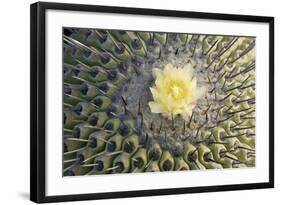 Copiapoa Cactus (Copiapoa echinoides var. cuprea) close-up of flower, Chile-Krystyna Szulecka-Framed Photographic Print