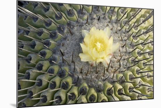 Copiapoa Cactus (Copiapoa echinoides var. cuprea) close-up of flower, Chile-Krystyna Szulecka-Mounted Photographic Print