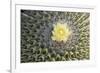 Copiapoa Cactus (Copiapoa echinoides var. cuprea) close-up of flower, Chile-Krystyna Szulecka-Framed Photographic Print