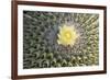 Copiapoa Cactus (Copiapoa echinoides var. cuprea) close-up of flower, Chile-Krystyna Szulecka-Framed Photographic Print