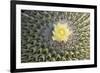 Copiapoa Cactus (Copiapoa echinoides var. cuprea) close-up of flower, Chile-Krystyna Szulecka-Framed Photographic Print