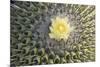 Copiapoa Cactus (Copiapoa echinoides var. cuprea) close-up of flower, Chile-Krystyna Szulecka-Mounted Photographic Print