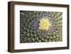 Copiapoa Cactus (Copiapoa echinoides var. cuprea) close-up of flower, Chile-Krystyna Szulecka-Framed Photographic Print