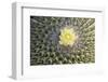 Copiapoa Cactus (Copiapoa echinoides var. cuprea) close-up of flower, Chile-Krystyna Szulecka-Framed Photographic Print