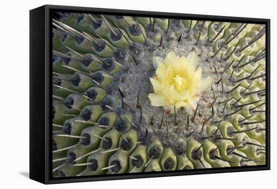 Copiapoa Cactus (Copiapoa echinoides var. cuprea) close-up of flower, Chile-Krystyna Szulecka-Framed Stretched Canvas