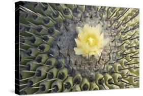 Copiapoa Cactus (Copiapoa echinoides var. cuprea) close-up of flower, Chile-Krystyna Szulecka-Stretched Canvas