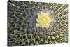 Copiapoa Cactus (Copiapoa echinoides var. cuprea) close-up of flower, Chile-Krystyna Szulecka-Stretched Canvas