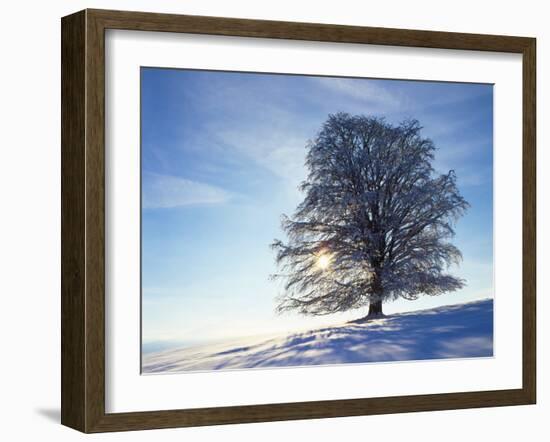 Copper Beech, Fagus Sylvatica, Snow-Covered, Back Light, Leafless-Herbert Kehrer-Framed Photographic Print