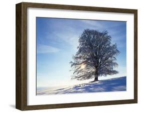 Copper Beech, Fagus Sylvatica, Snow-Covered, Back Light, Leafless-Herbert Kehrer-Framed Photographic Print