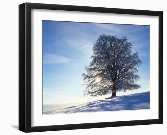 Copper Beech, Fagus Sylvatica, Snow-Covered, Back Light, Leafless-Herbert Kehrer-Framed Photographic Print