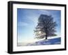 Copper Beech, Fagus Sylvatica, Snow-Covered, Back Light, Leafless-Herbert Kehrer-Framed Photographic Print