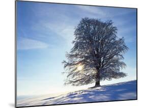 Copper Beech, Fagus Sylvatica, Snow-Covered, Back Light, Leafless-Herbert Kehrer-Mounted Photographic Print