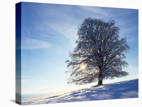 Copper Beech, Fagus Sylvatica, Snow-Covered, Back Light, Leafless-Herbert Kehrer-Stretched Canvas