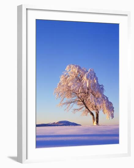 Copper Beech, Fagus Sylvatica, Snow-Covered, Morning Light, Leafless-Herbert Kehrer-Framed Photographic Print