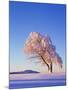 Copper Beech, Fagus Sylvatica, Snow-Covered, Morning Light, Leafless-Herbert Kehrer-Mounted Photographic Print