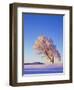 Copper Beech, Fagus Sylvatica, Snow-Covered, Morning Light, Leafless-Herbert Kehrer-Framed Photographic Print