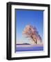 Copper Beech, Fagus Sylvatica, Snow-Covered, Morning Light, Leafless-Herbert Kehrer-Framed Photographic Print