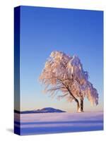 Copper Beech, Fagus Sylvatica, Snow-Covered, Morning Light, Leafless-Herbert Kehrer-Stretched Canvas