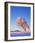 Copper Beech, Fagus Sylvatica, Snow-Covered, Morning Light, Leafless-Herbert Kehrer-Framed Photographic Print