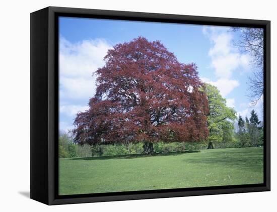 Copper Beech Tree, Croft Castle, Herefordshire, England, United Kingdom-David Hunter-Framed Stretched Canvas