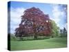 Copper Beech Tree, Croft Castle, Herefordshire, England, United Kingdom-David Hunter-Stretched Canvas