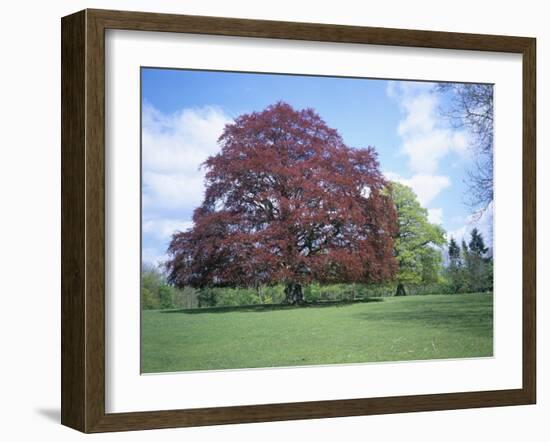 Copper Beech Tree, Croft Castle, Herefordshire, England, United Kingdom-David Hunter-Framed Photographic Print