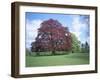 Copper Beech Tree, Croft Castle, Herefordshire, England, United Kingdom-David Hunter-Framed Photographic Print