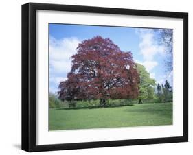 Copper Beech Tree, Croft Castle, Herefordshire, England, United Kingdom-David Hunter-Framed Photographic Print