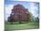 Copper Beech Tree, Croft Castle, Herefordshire, England, United Kingdom-David Hunter-Mounted Photographic Print