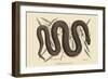 Copper Belly Snake-Mark Catesby-Framed Art Print
