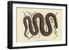 Copper Belly Snake-Mark Catesby-Framed Art Print