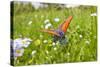 Copper Butterfly (Lycaena Sp) on Forget-Me-Not (Myosotis Sp) Poloniny Np, East Slovakia, Europe-Wothe-Stretched Canvas