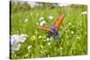 Copper Butterfly (Lycaena Sp) on Forget-Me-Not (Myosotis Sp) Poloniny Np, East Slovakia, Europe-Wothe-Stretched Canvas