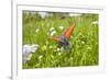 Copper Butterfly (Lycaena Sp) on Forget-Me-Not (Myosotis Sp) Poloniny Np, East Slovakia, Europe-Wothe-Framed Photographic Print