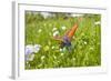 Copper Butterfly (Lycaena Sp) on Forget-Me-Not (Myosotis Sp) Poloniny Np, East Slovakia, Europe-Wothe-Framed Photographic Print