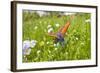 Copper Butterfly (Lycaena Sp) on Forget-Me-Not (Myosotis Sp) Poloniny Np, East Slovakia, Europe-Wothe-Framed Photographic Print